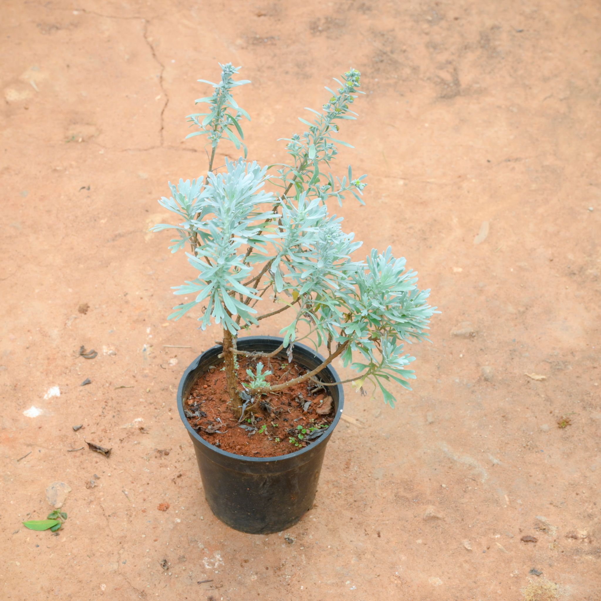 Lavender in 4 Inch Nursery Pot