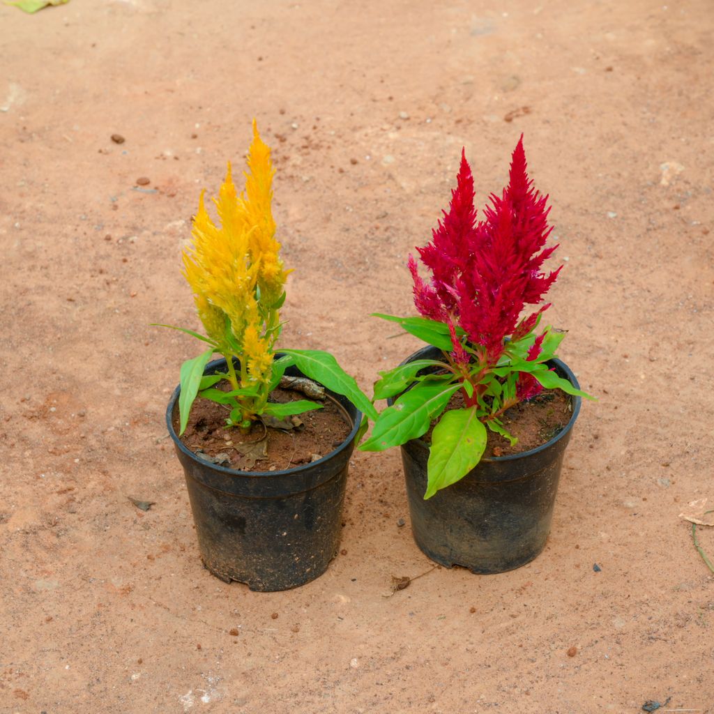 Buy Set Of 2 - Celosia / Cockscomb (Any Colour) in 4 Inch Nursery Pot Online | Urvann.com Set Of 2 - Celosia / Cockscomb (Any Colour) in 4 Inch Nursery Pot