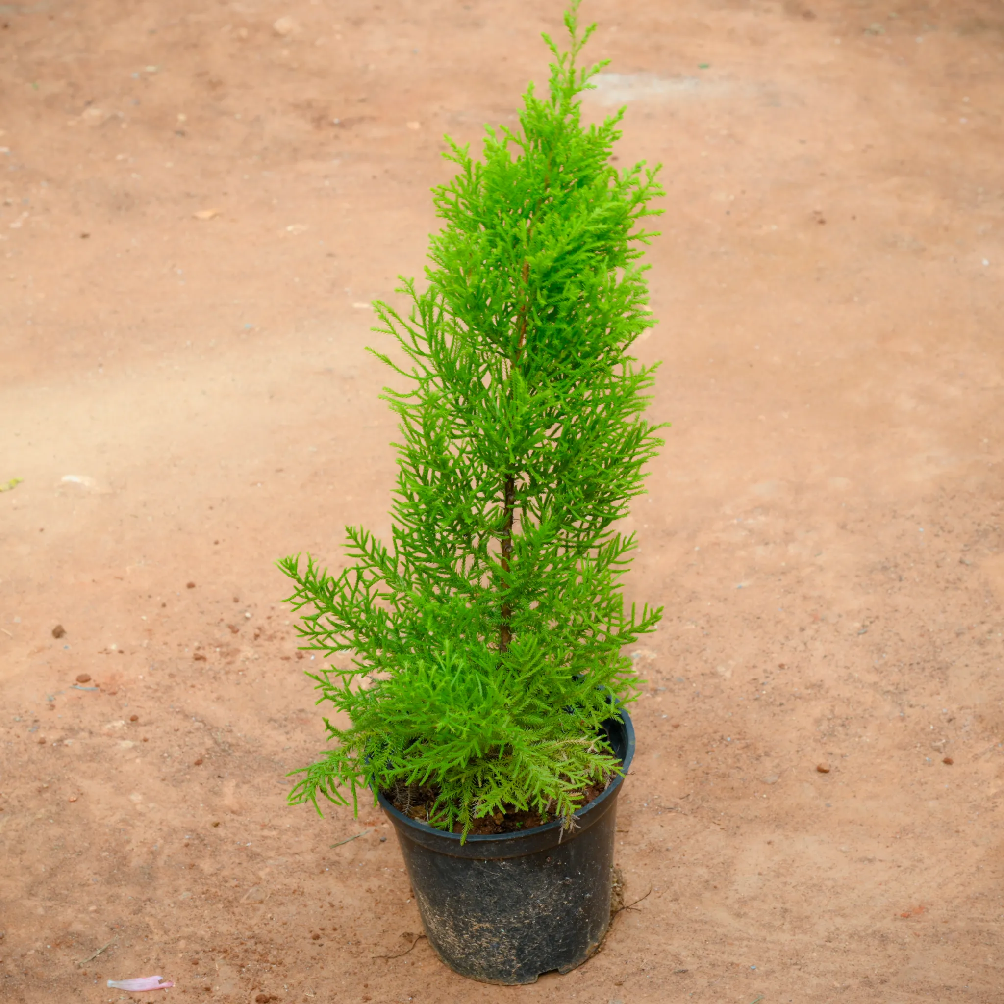 Golden Cypress (~ 1 Ft) in 5 Inch Nursery Pot