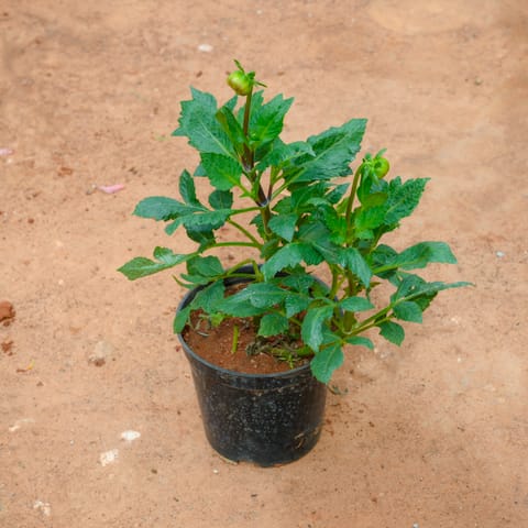 Dahlia (Any Colour) in 5 Inch Nursery Pot