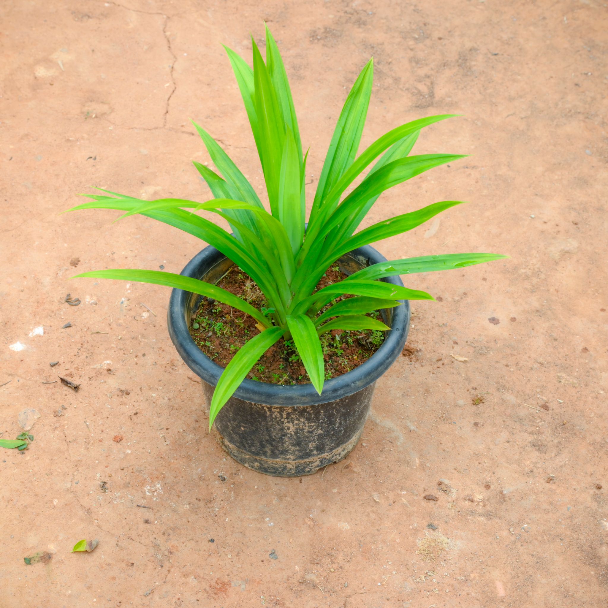 Pandanus / Screwpine Basmati Leaf in 6 Inch Nursery Pot