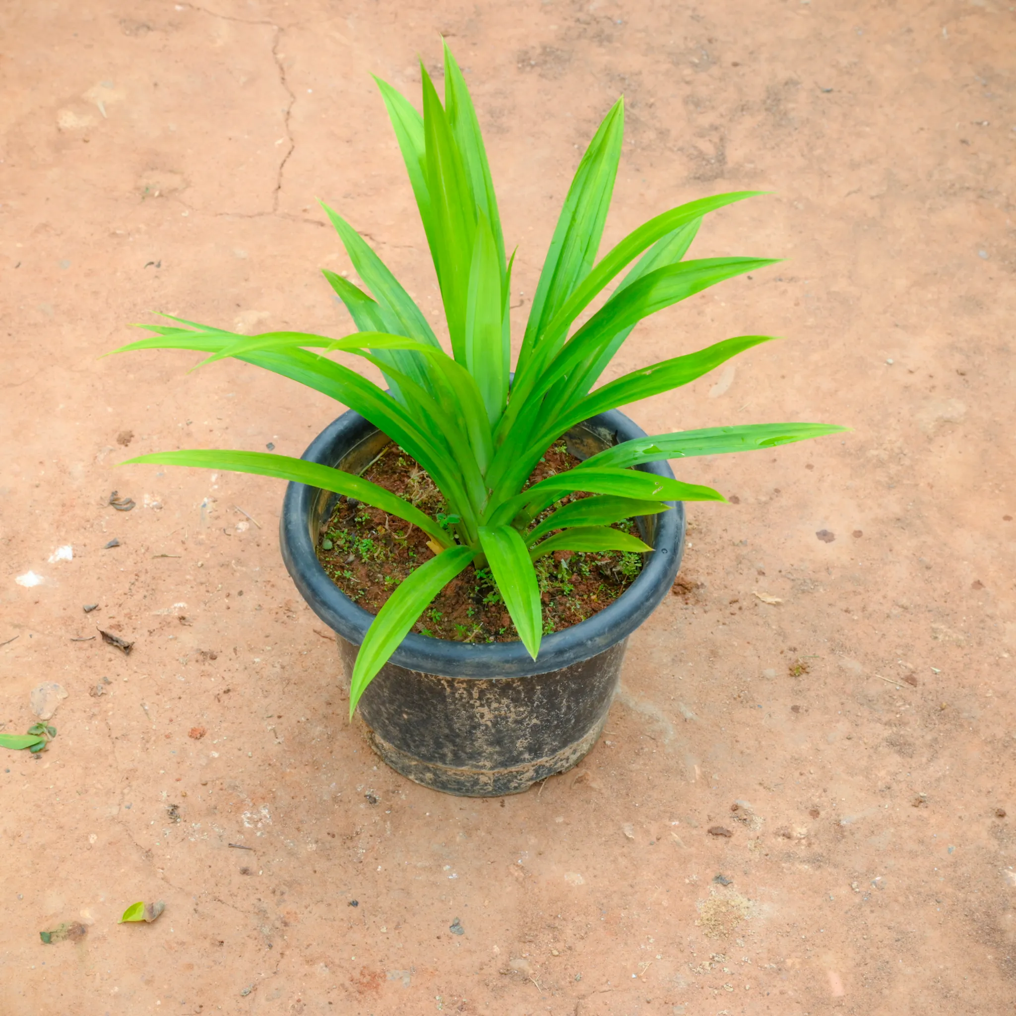Pandanus / Screwpine Basmati Leaf in 6 Inch Nursery Pot