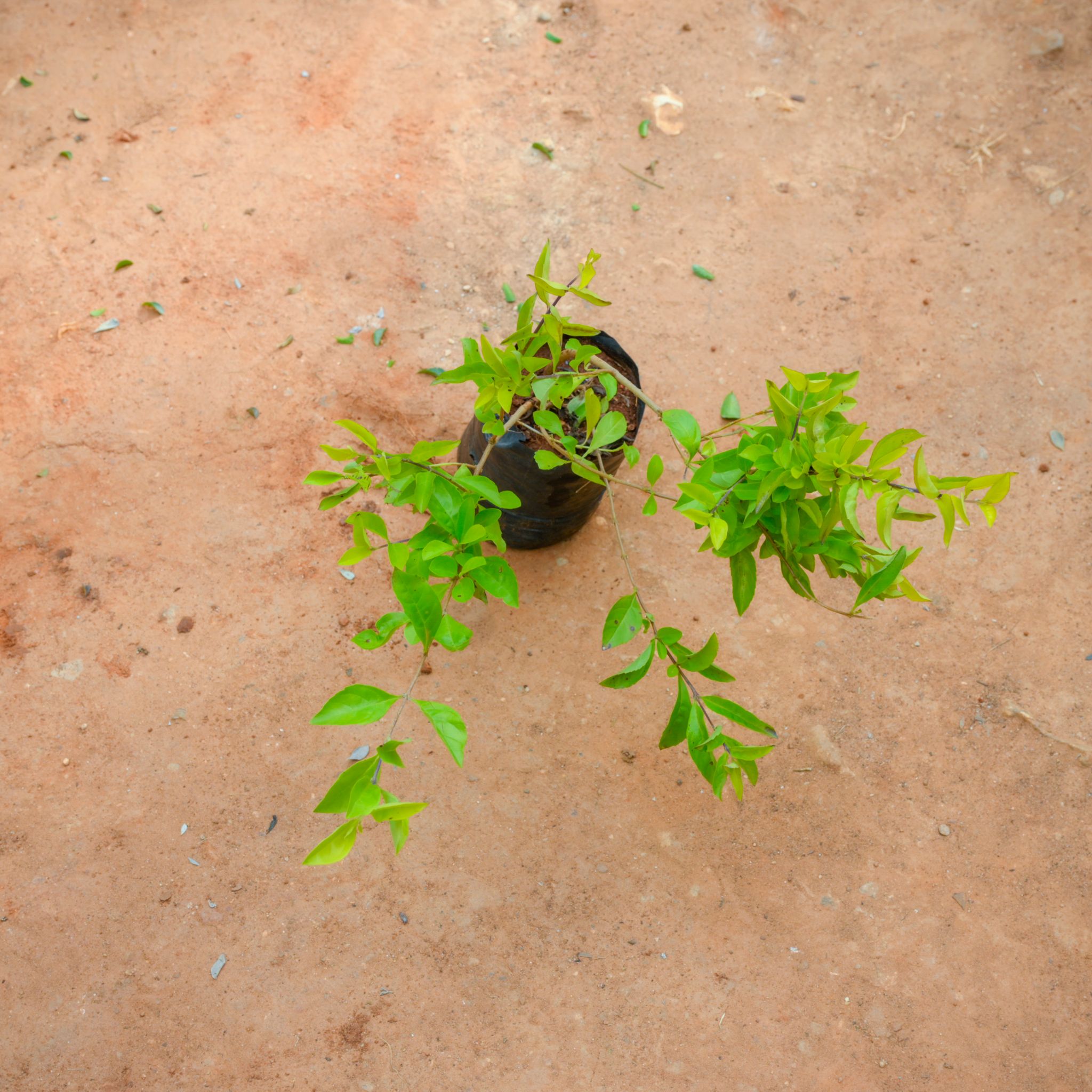 Golden Duranta in 3 Inch Nursery Bag