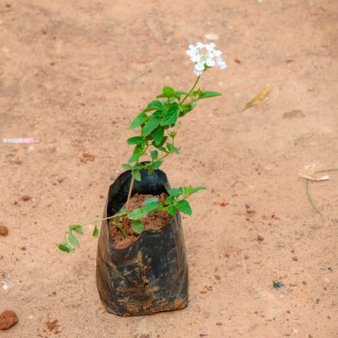 Lantana White in 3 Inch Nursery Bag