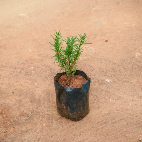 RoseMary in 4 Inch Nursery Bag