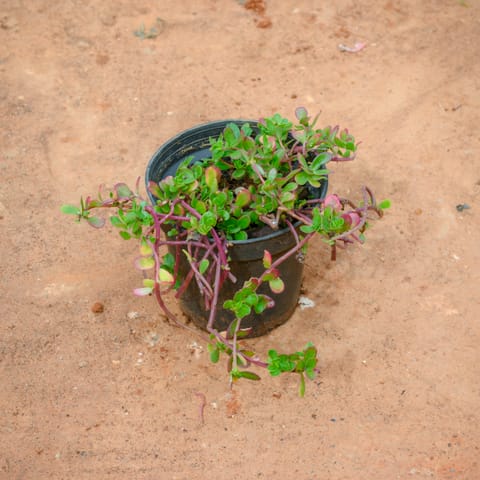Kulfa /Moss Rose / Common Purslane (Any Colour)� in 4 Inch Nursery Pot