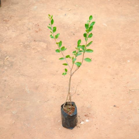 Mehndi / Henna Plant in 3 Inch Nursery Bag