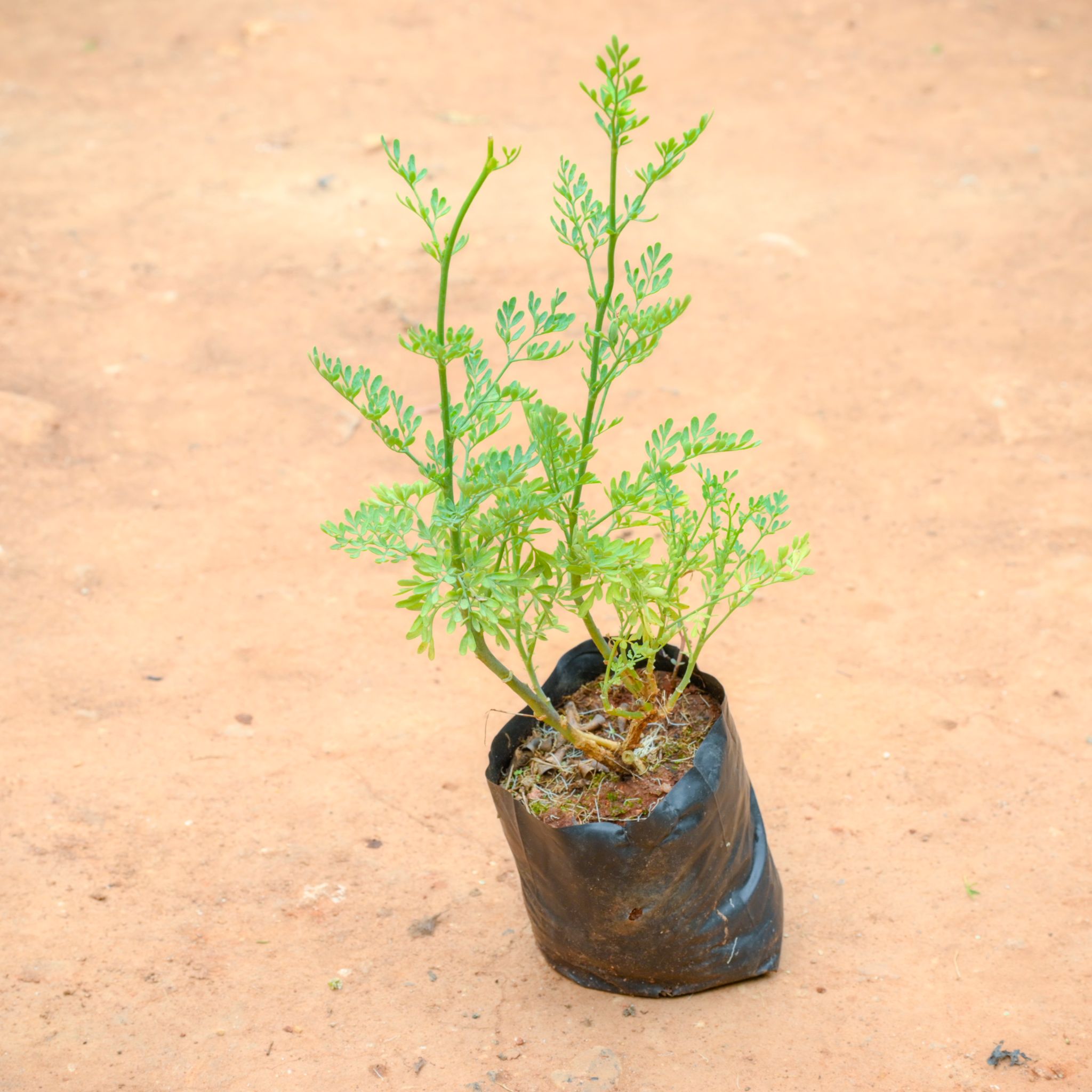 Herb Of Grace in 3 Inch Nursery Bag