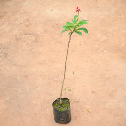 Buy Jatropha in 4 Inch Nursery Bag Online | Urvann.com
