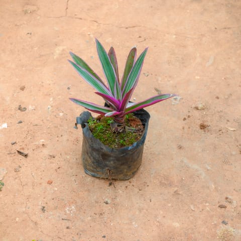 Rhoeo / Durangi Pink in 4 Inch Nursery Bag