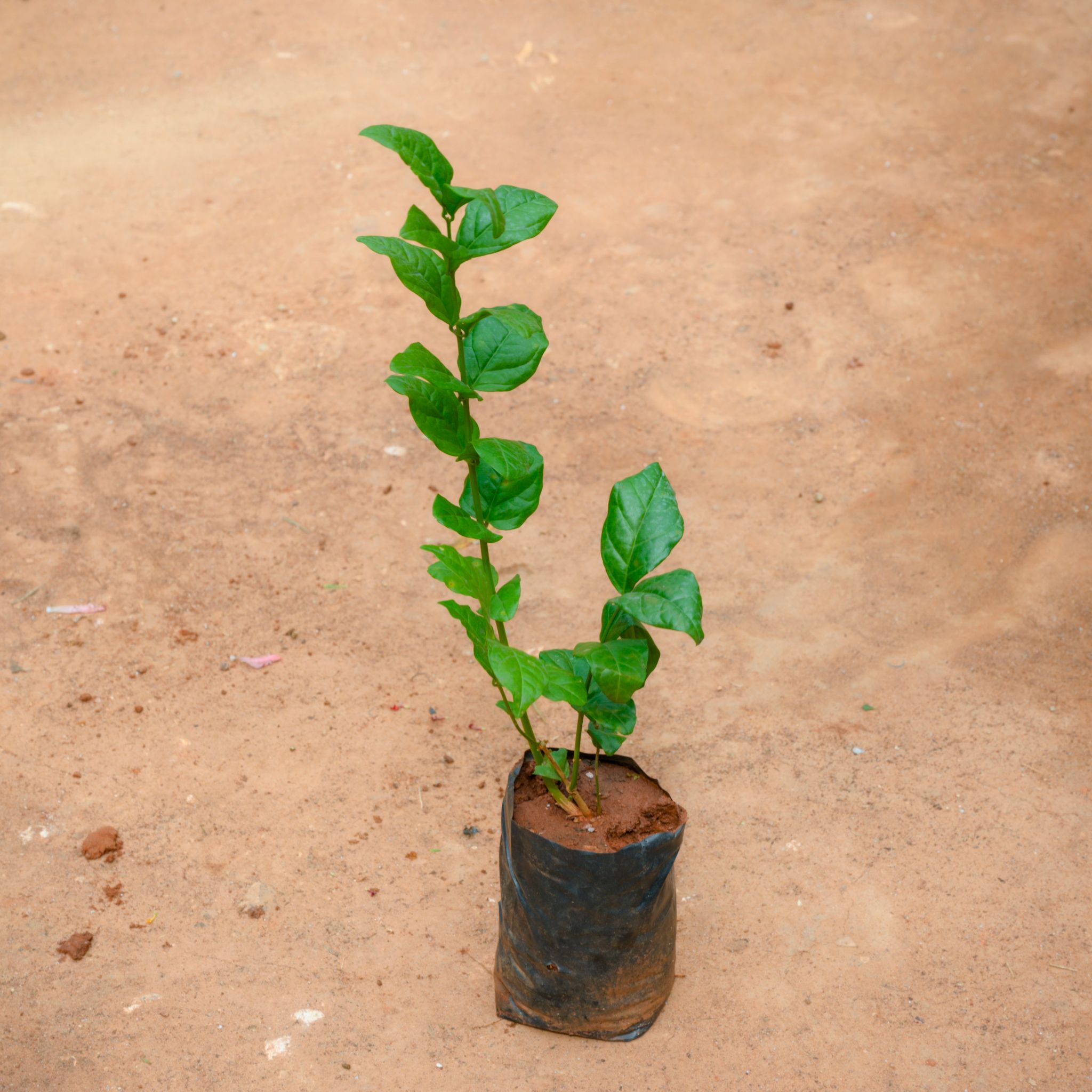 Mogra / Jasmine in 4 Inch Nursery Bag