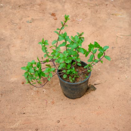 Buy Mint / Pudina in 4 Inch Nursery Pot Online | Urvann.com