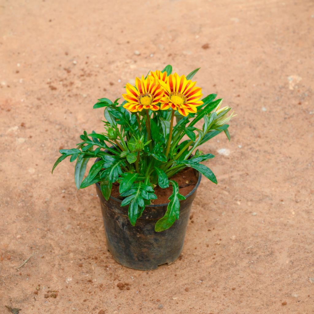 Buy Gazania (Any Colour) in 4 Inch Nursery Pot Online | Urvann.com Gazania (Any Colour) in 4 Inch Nursery Pot