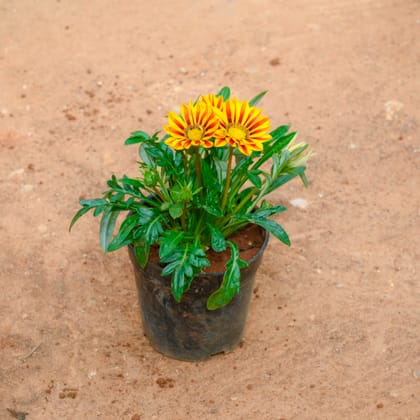 Buy Gazania (Any Colour) in 4 Inch Nursery Pot Online | Urvann.com