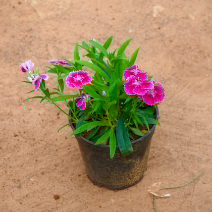 Buy Dianthus (Any Colour) in 4 Inch Nursery Pot Online | Urvann.com
