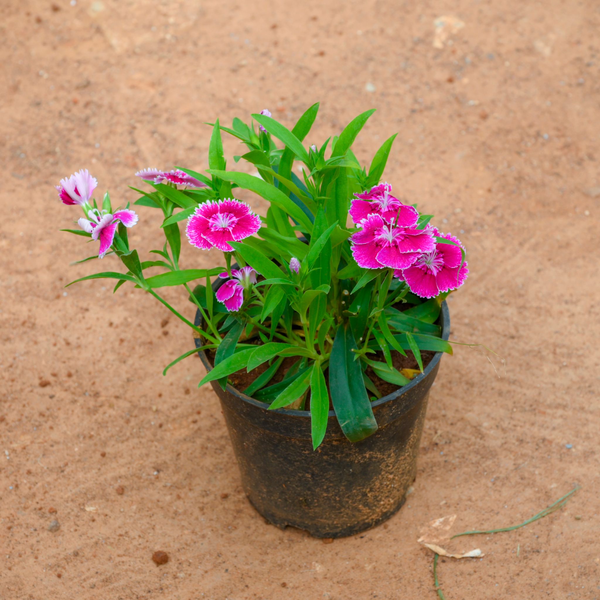 Dianthus (Any Colour) in 4 Inch Nursery Pot