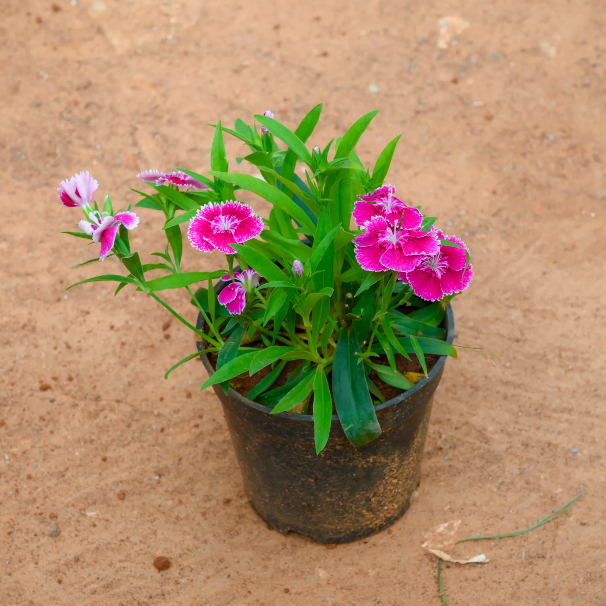 Dianthus (Any Colour) in 4 Inch Nursery Pot