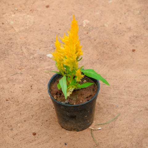 Celosia / Cockscomb (Any Colour) in 4 Inch Nursery Pot