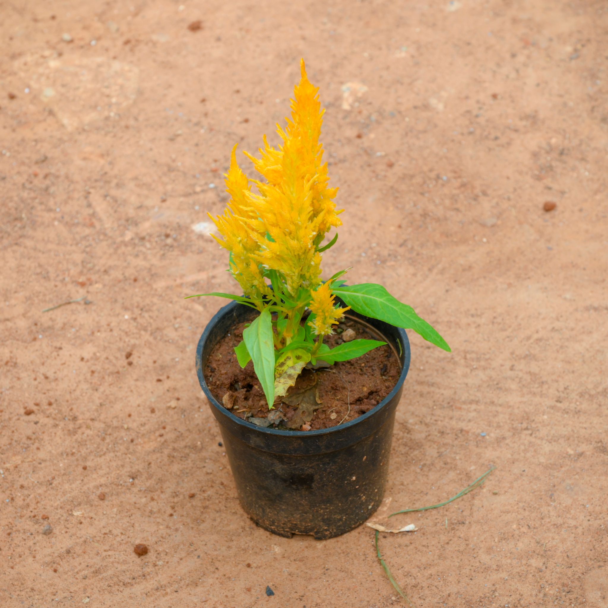 Celosia / Cockscomb (Any Colour) in 4 Inch Nursery Pot