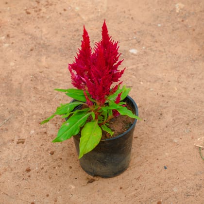 Buy Celosia / Cockscomb Red in 4 Inch Nursery Pot Online | Urvann.com