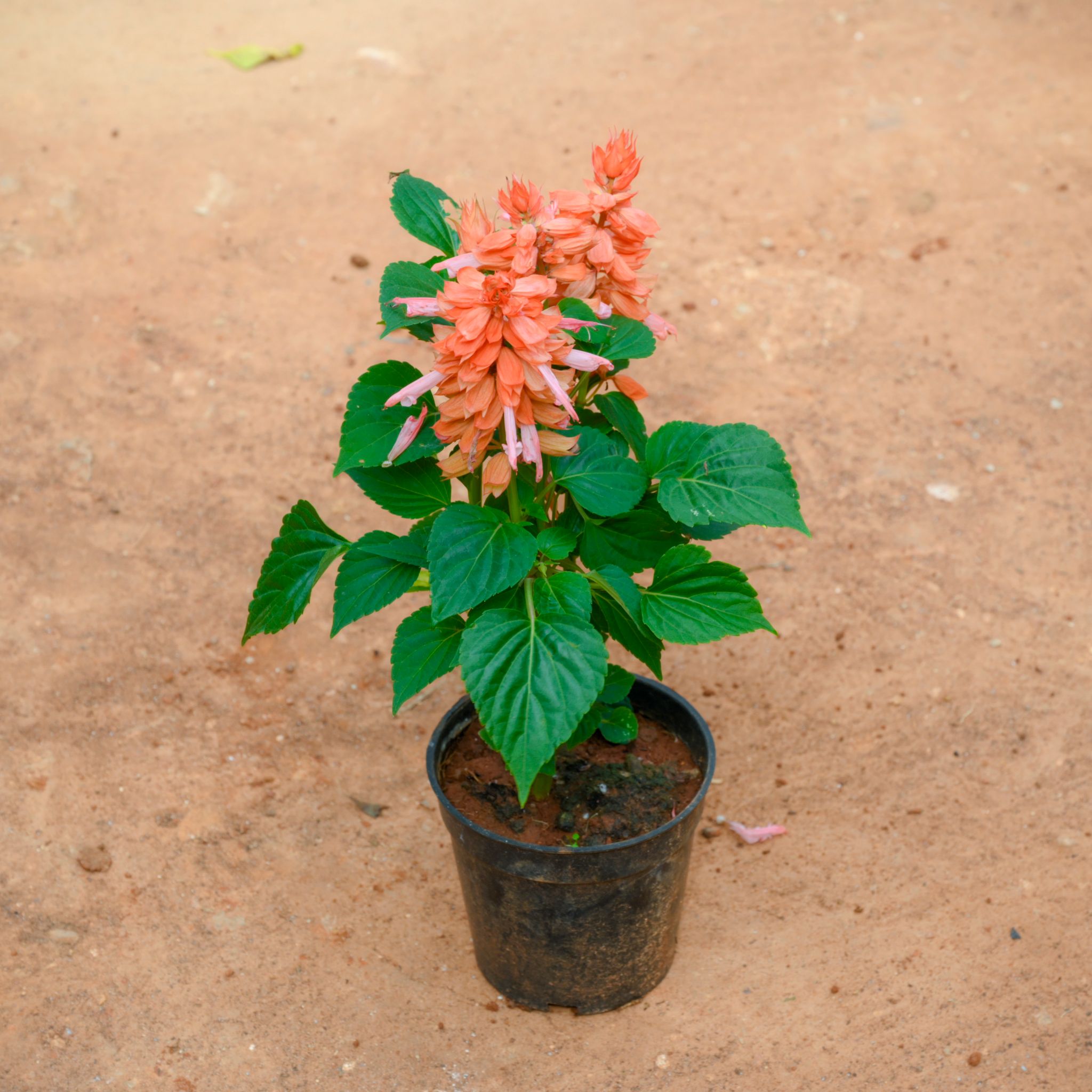 Salvia (Any Colour) in 4 Inch Nursery Pot