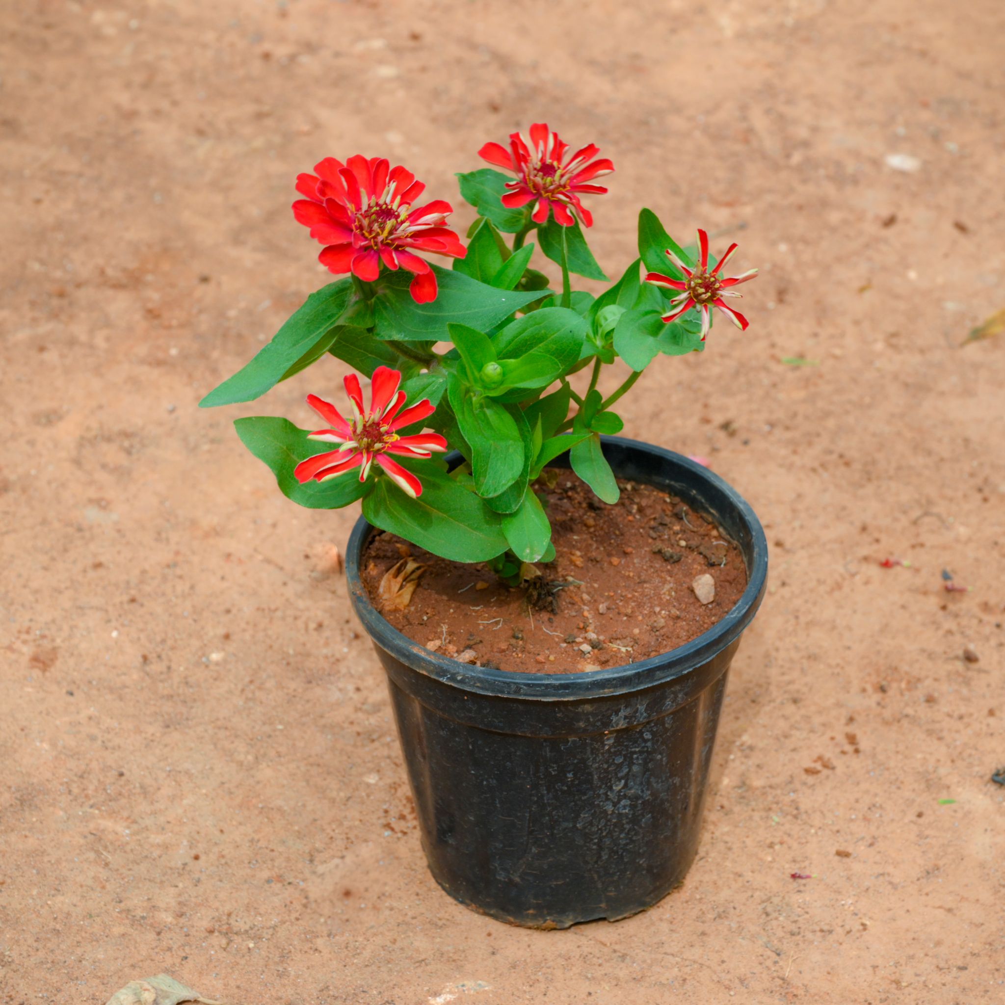 Zinnia (Any Colour) in 4 Inch Nursery Pot
