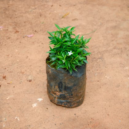 Buy Crepe Jasmine (Any Colour) in 4 Inch Nursery Bag Online | Urvann.com