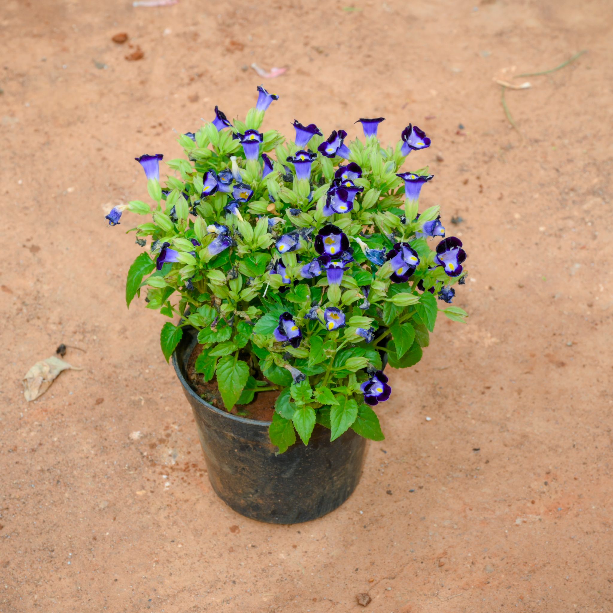 Torenia / Wishbone Blue in 4 Inch Nursery Pot
