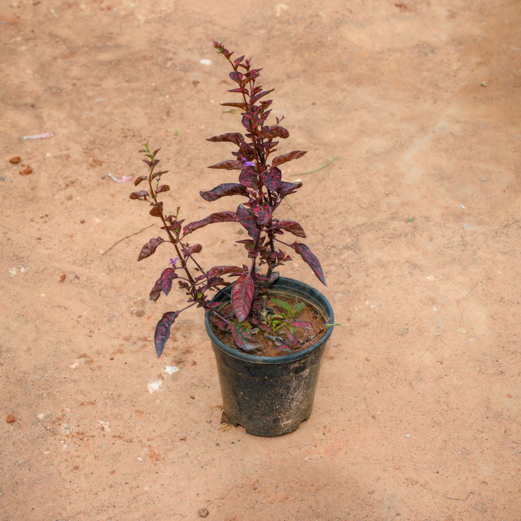 Buy Hypoestes / Polka Dot (Any Colour) in 4 Inch Nursery Pot Online | Urvann.com Hypoestes / Polka Dot (Any Colour) in 4 Inch Nursery Pot