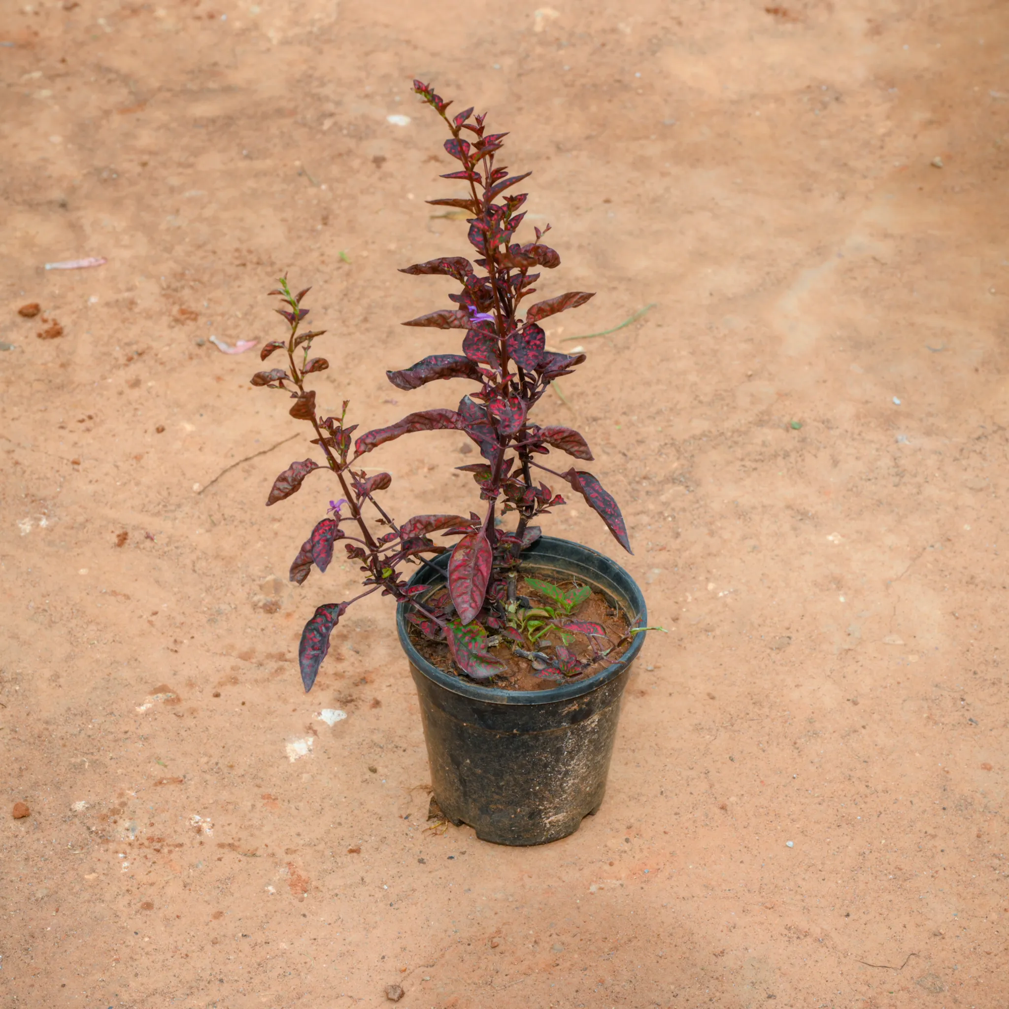 Hypoestes / Polka Dot (Any Colour) in 4 Inch Nursery Pot