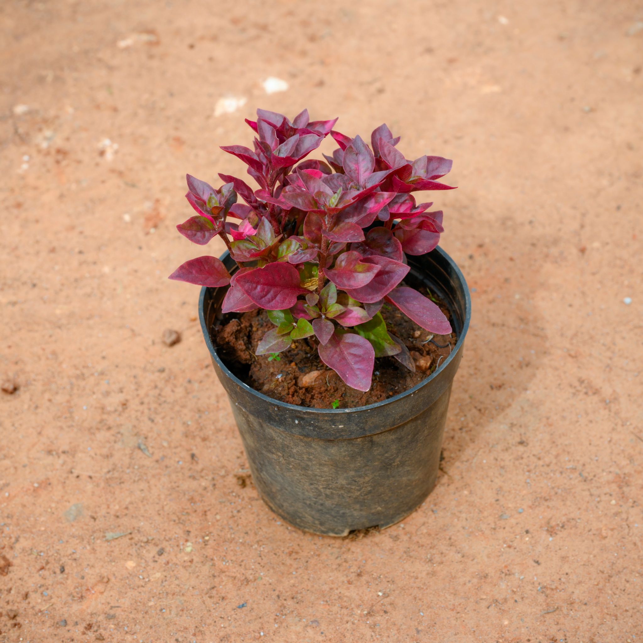 Alternanthera Red in 4 Inch Nursery Pot