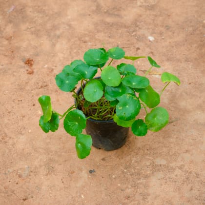 Buy Brahmi Dollar / Pennywort / Coin Plant in 4 Inch Nursery Pot Online | Urvann.com