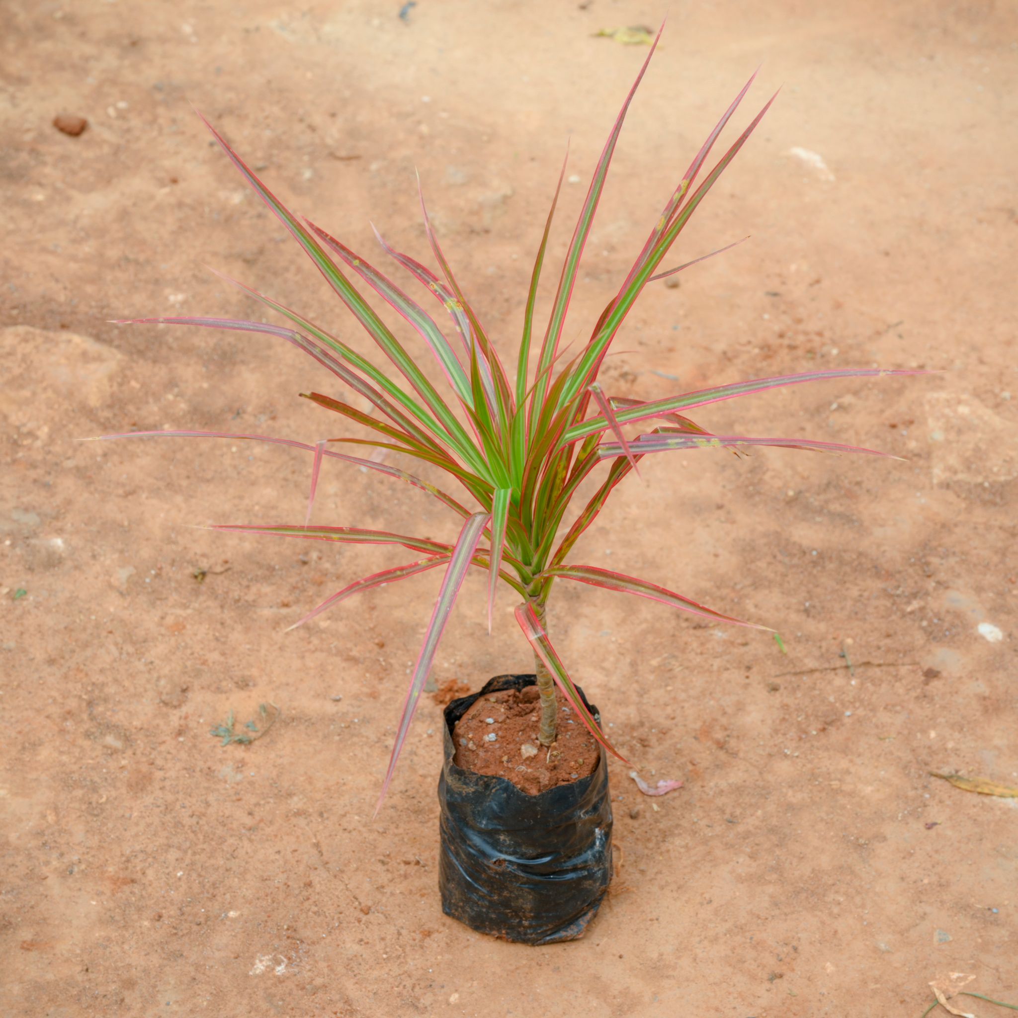 Dracaena Colorama / Marginata Red in 4 Inch Nursery Bag