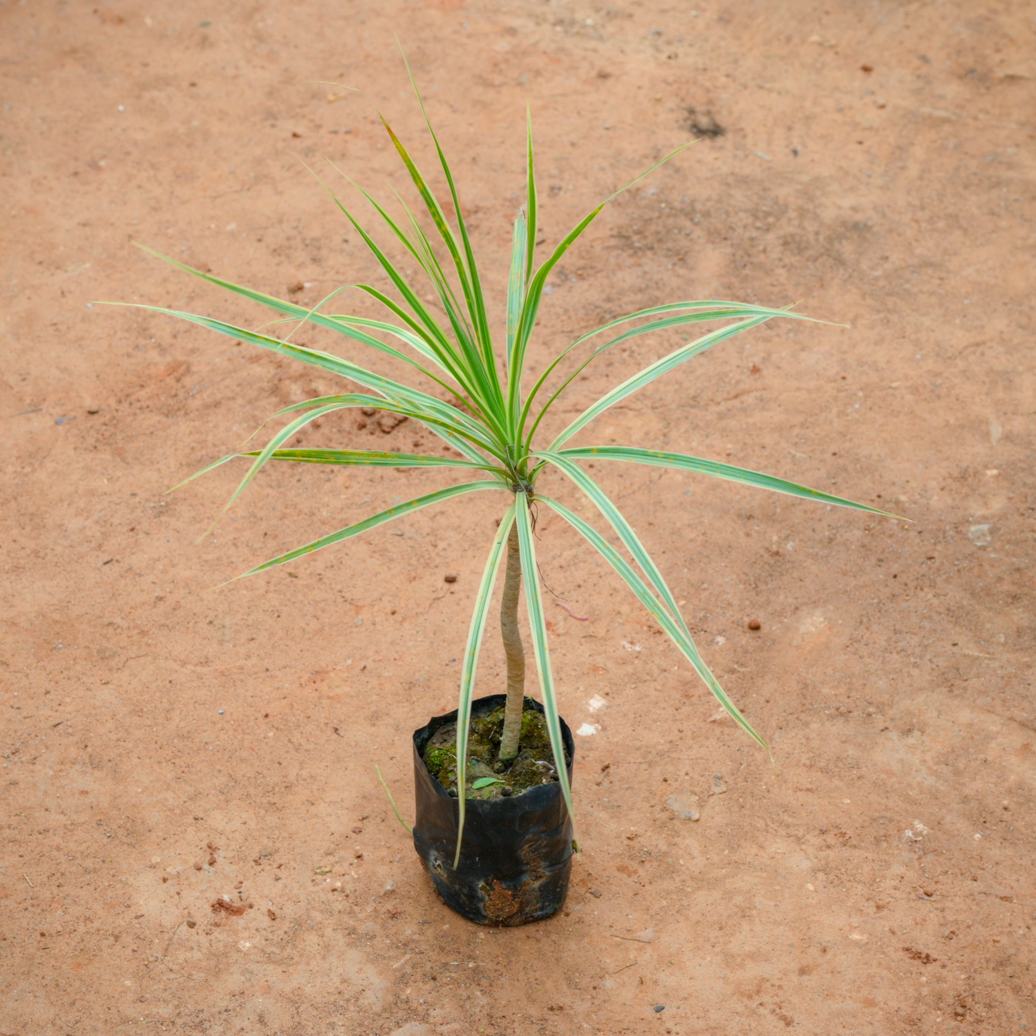 Dracaena Colorama / Marginata Green in 4 Inch Nursery Bag