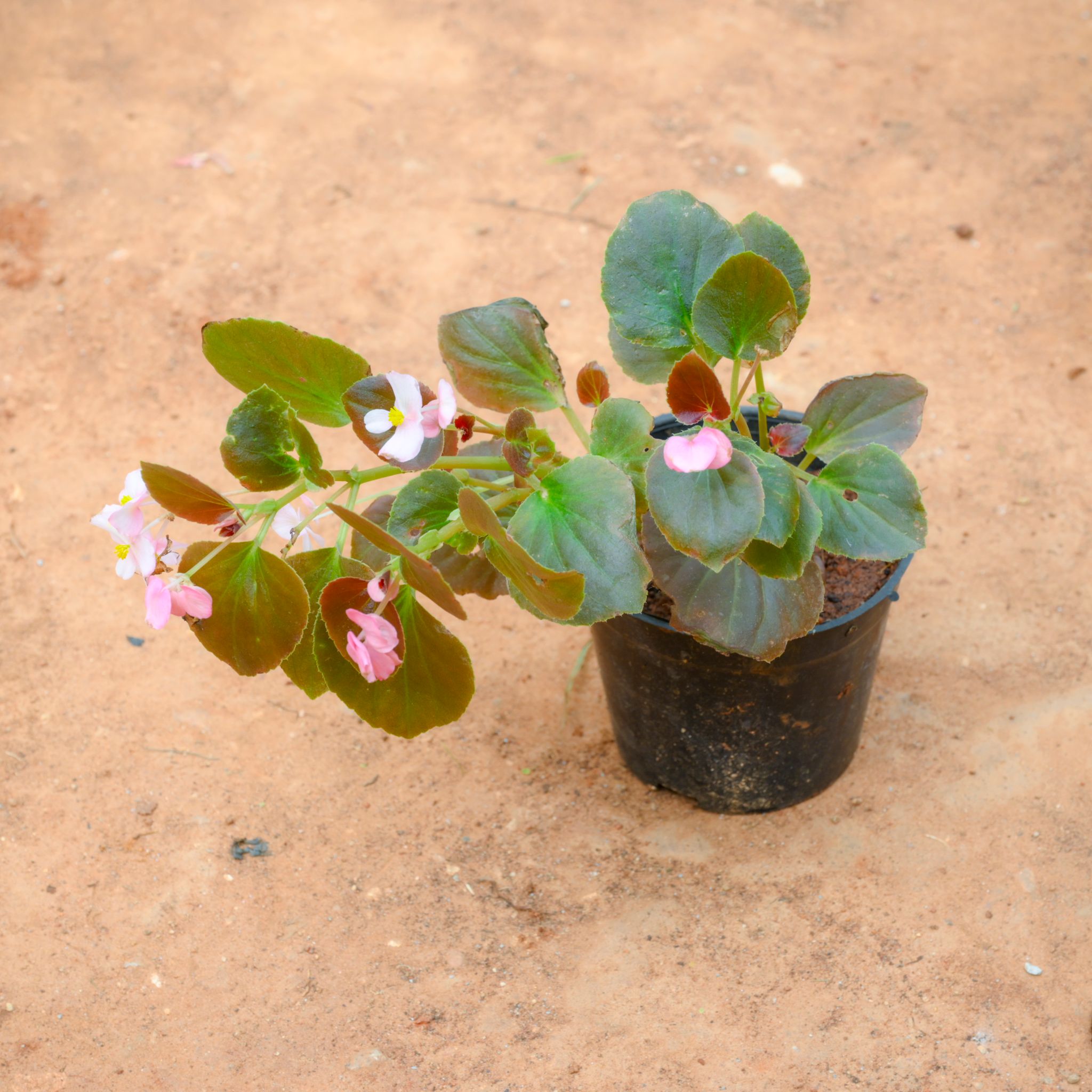 Begonia (Any Colour) in 4 Inch Nursery Pot