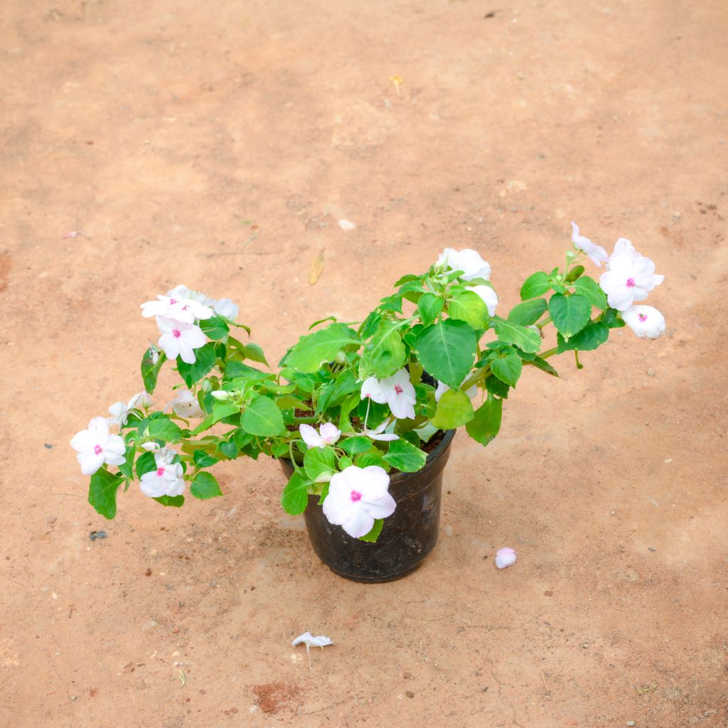 Buy Impatiens Balsamina (Any Colour) in 4 Inch Nursery Pot Online | Urvann.com Impatiens Balsamina (Any Colour) in 4 Inch Nursery Pot