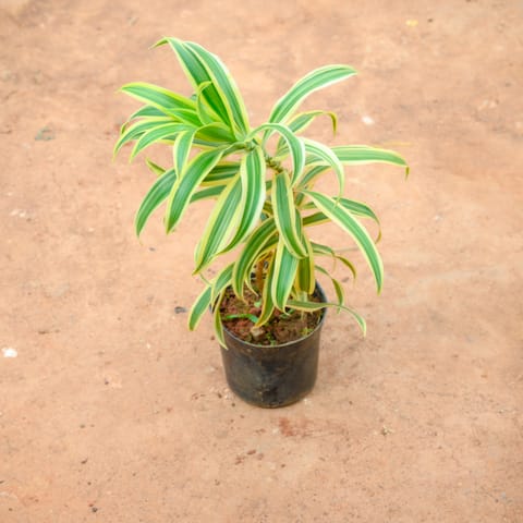 Song Of India (~ 1 Ft) in 4 Inch Nursery Pot