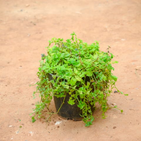 Turtle Vine Green in 4 Inch Nursery Pot