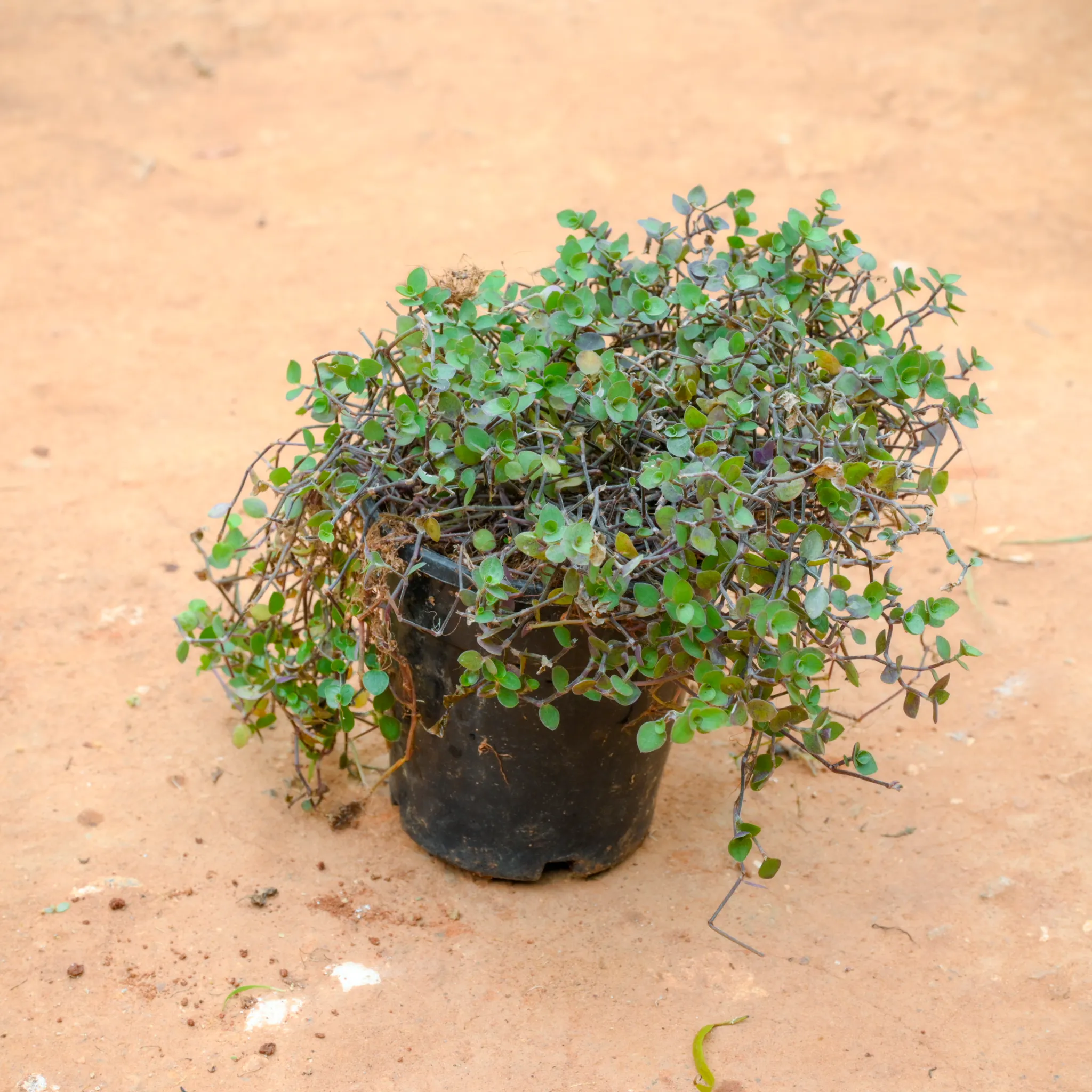 Turtle Vine in 4 Inch Nursery Pot