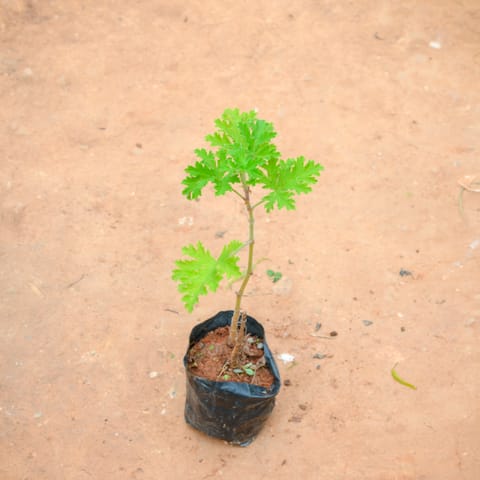 Geranium Scented in 4 Inch Nursery Bag