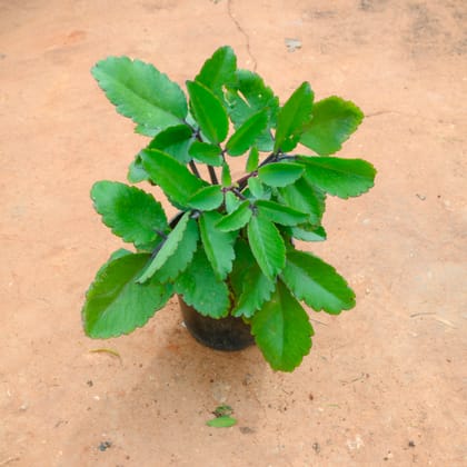 Buy Patharchatta / Kalanchoe Pinnata  in 4 Inch Nursery Pot Online | Urvann.com
