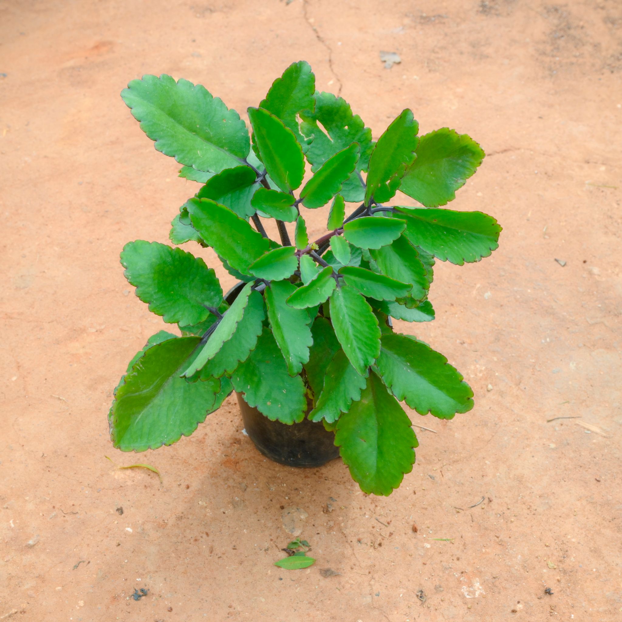Patharchatta / Kalanchoe Pinnata in 4 Inch Nursery Pot