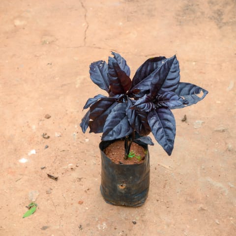 Eranthemum Black in 4 Inch Nursery Bag