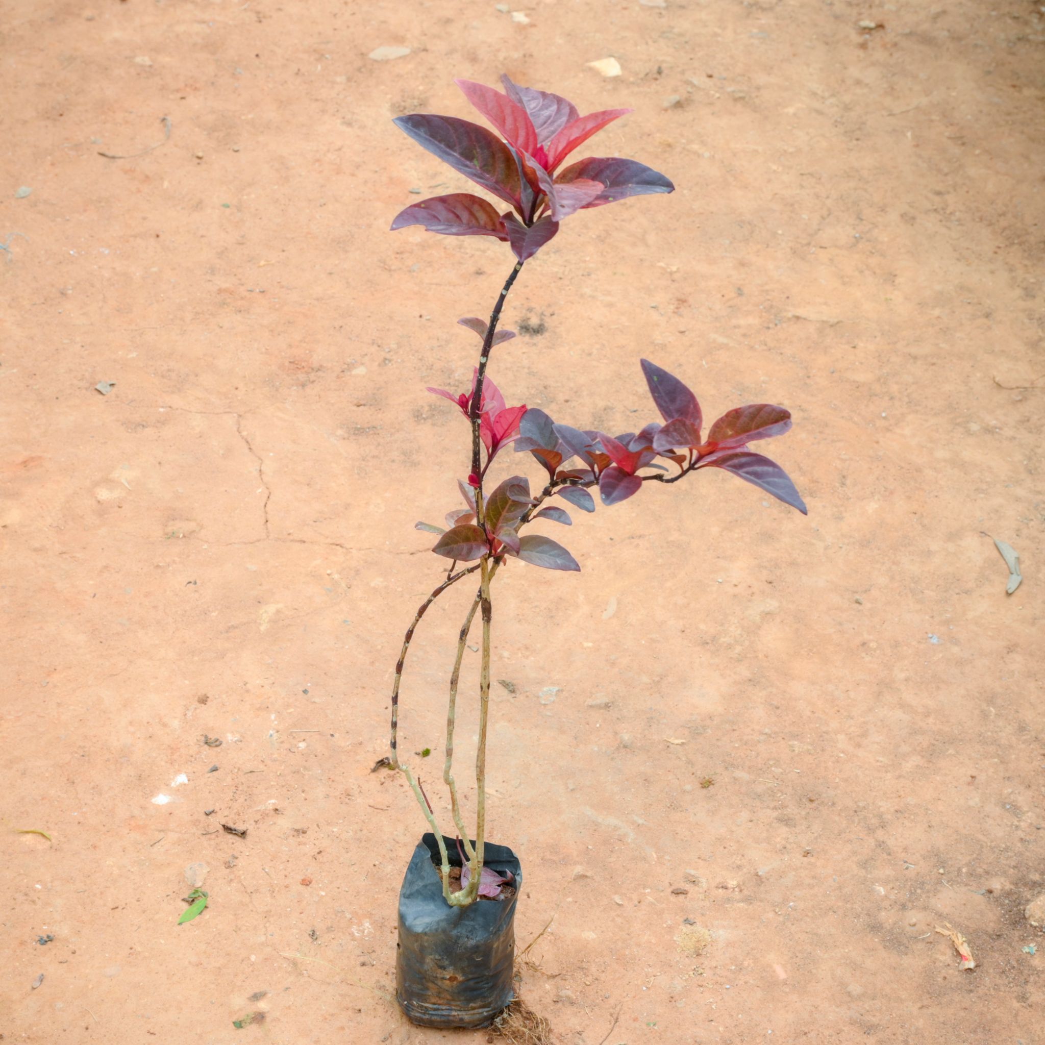Eranthemum Red in 4 Inch Nursery Bag