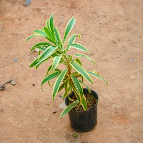 Song Of India in 6 Inch Nursery Pot