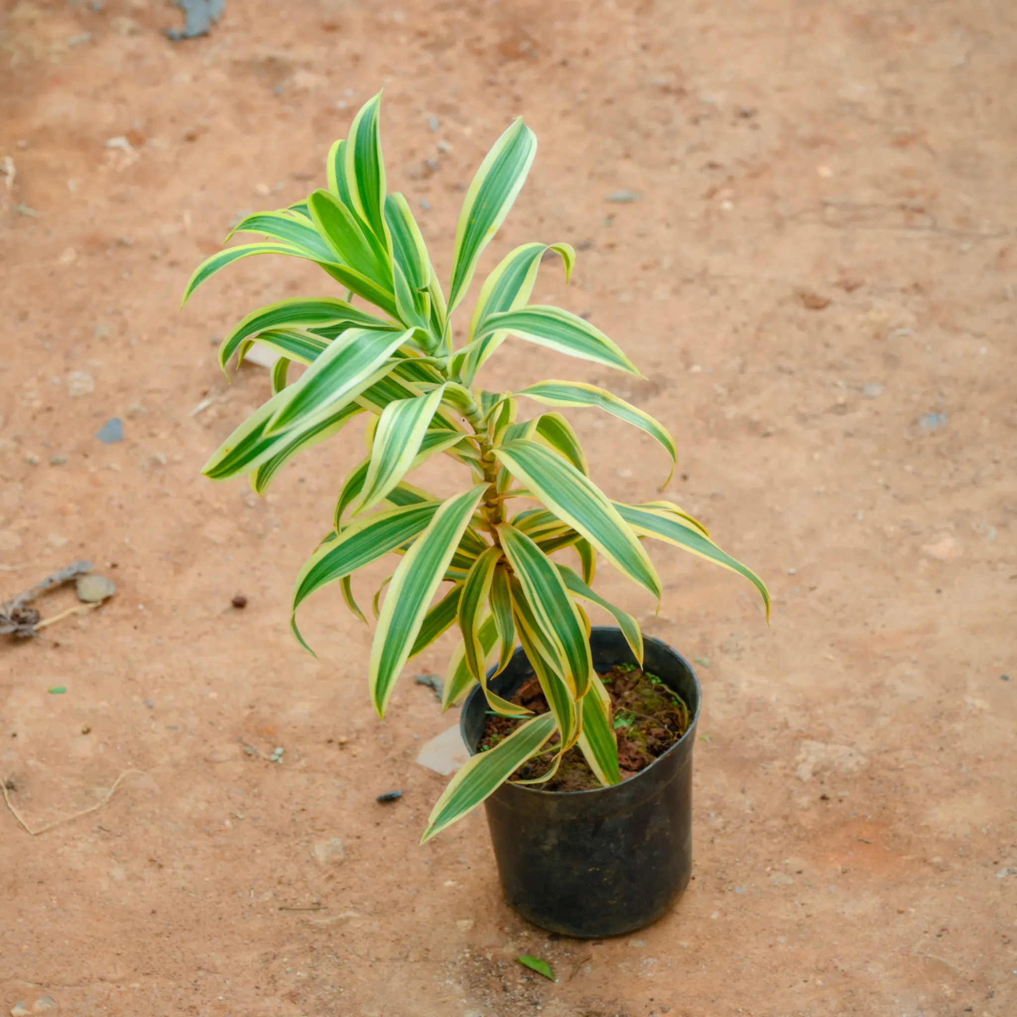 Song Of India in 6 Inch Nursery Pot