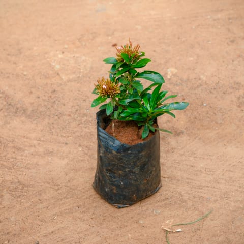 Ixora Dwarf in 4 Inch Nursery Bag