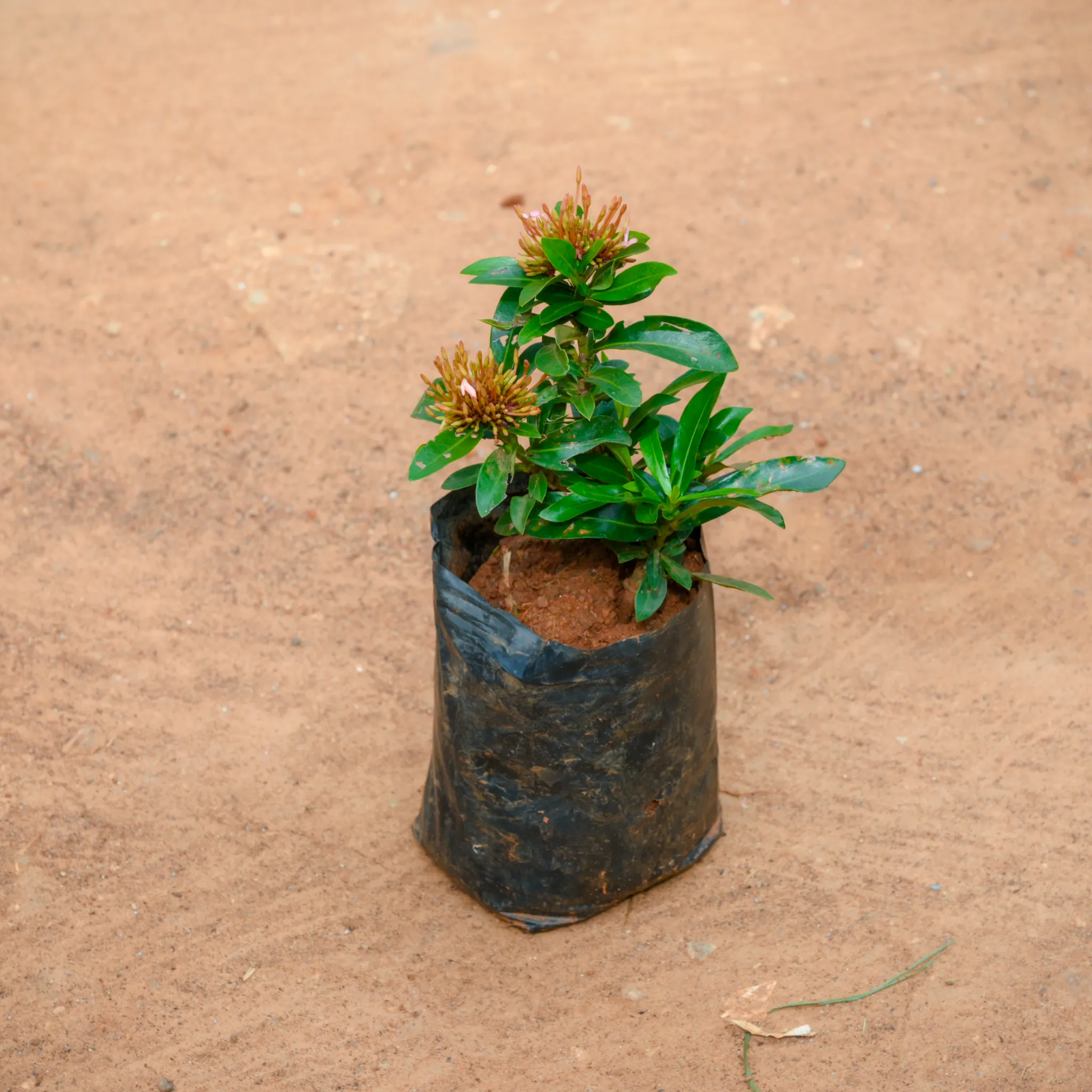 Ixora Dwarf in 4 Inch Nursery Bag