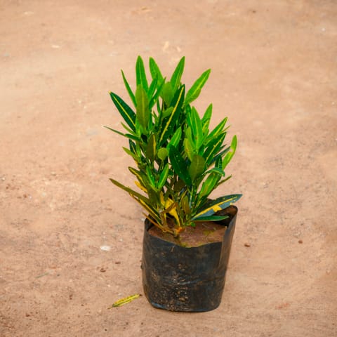 Croton Banana in 4 Inch Live Fresh Plant Nursery Bag in Sector 22