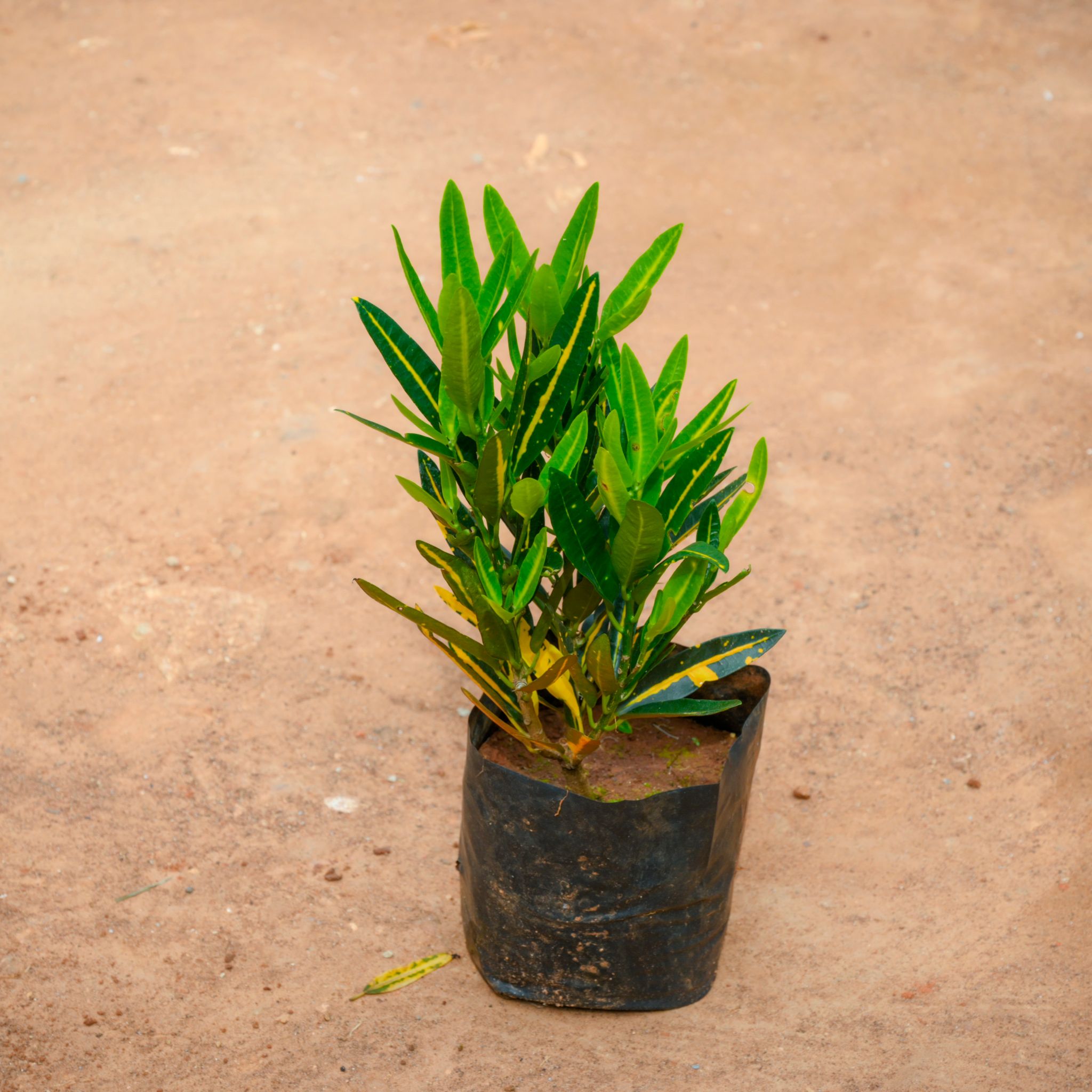 Croton Banana in 4 Inch Nursery Bag